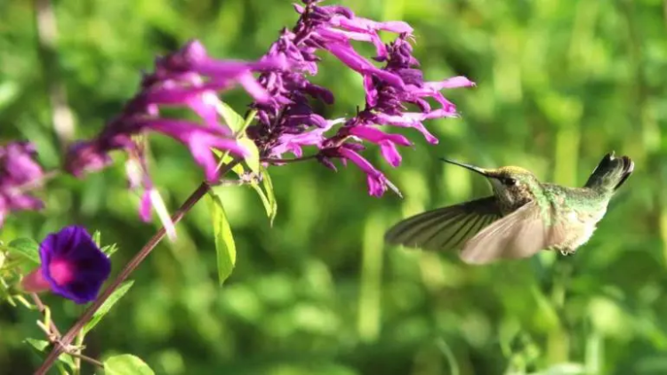 Descubren cinco nuevas especies de colibríes en el Bosque de Chapultepec