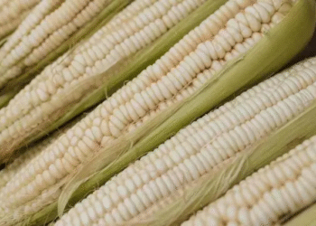 El abasto de maíz blanco está asegurado para 2025: Sader