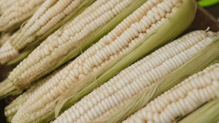 El abasto de maíz blanco está asegurado para 2025: Sader