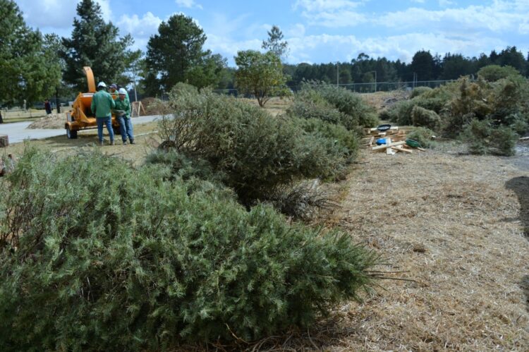 La recolección de arbolitos de navidad naturales inició en territorio mexiquense