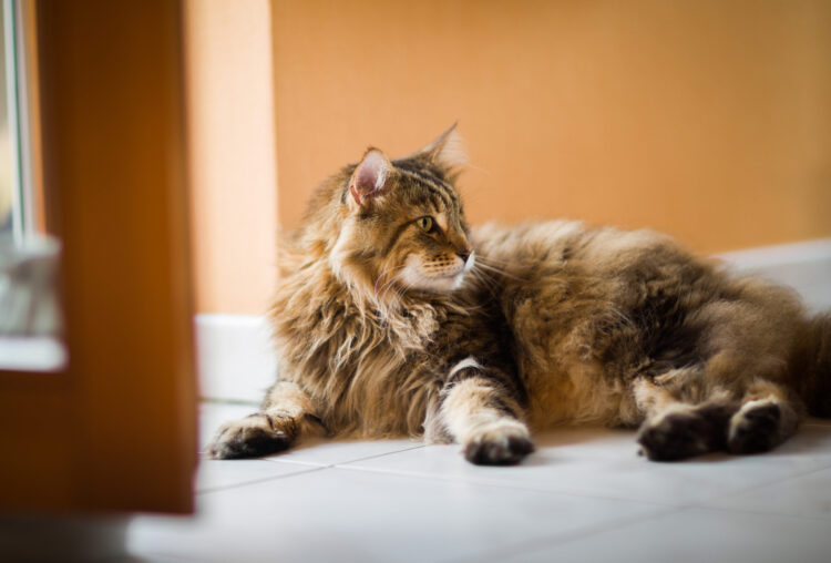 Si lo quieres y lo cuidas, es momento de hacerle un check up a tu mascota