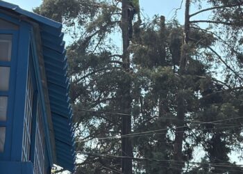 Autoridades de Tlalnepantla protegen la poda arbitraria