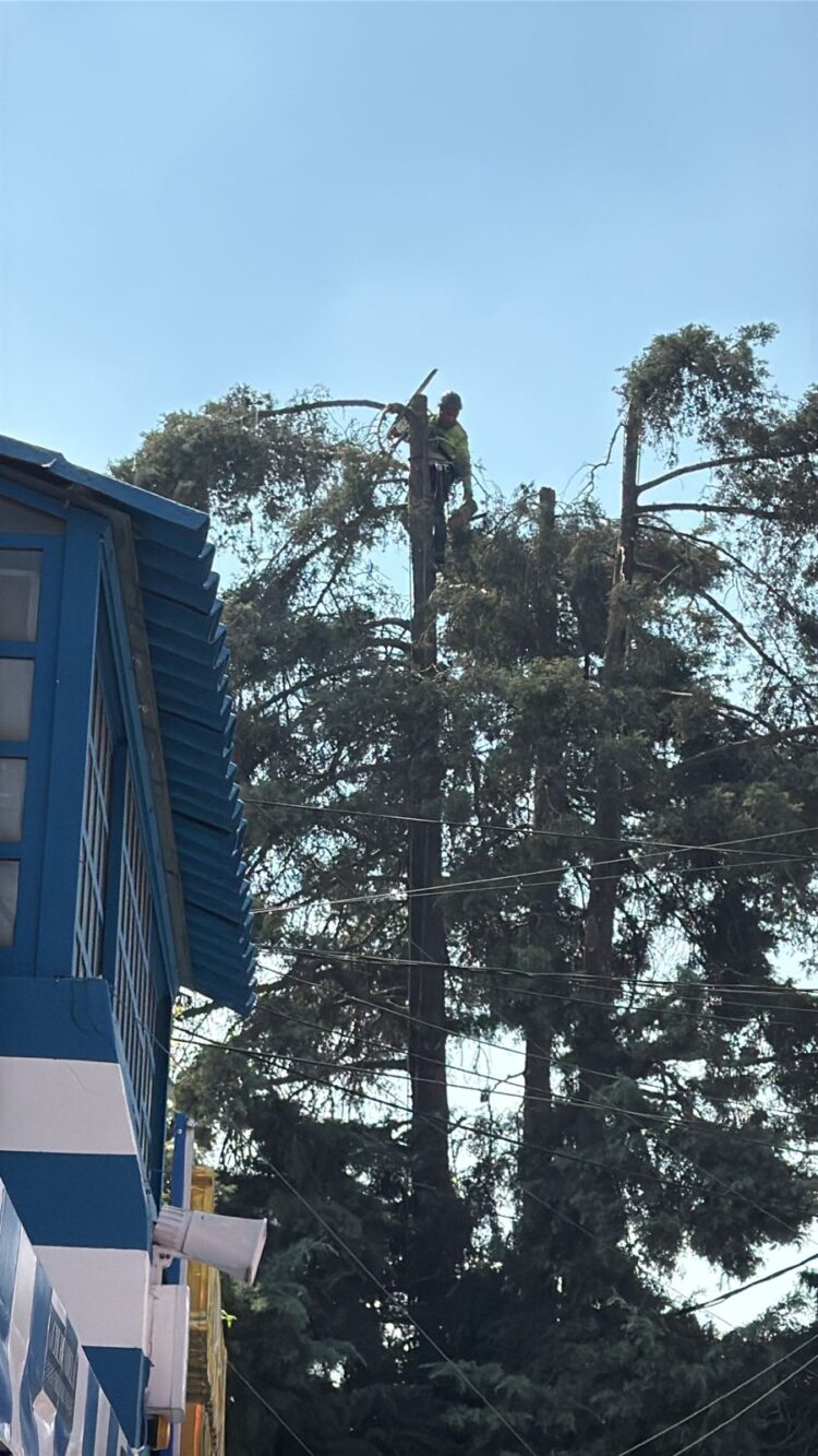 Autoridades de Tlalnepantla protegen la poda arbitraria