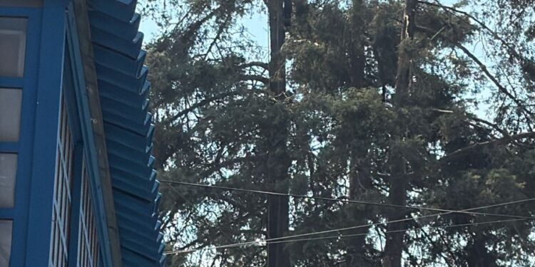 Autoridades de Tlalnepantla protegen la poda arbitraria