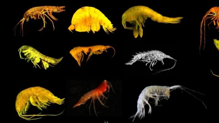 Descubren 24 nuevas especies de las profundidades cerca del archipiélago mexicano de las Revillagigedo