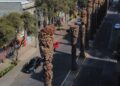 Sedema retirará 9 mil palmeras icónicas: ¿Qué plaga las amenaza?