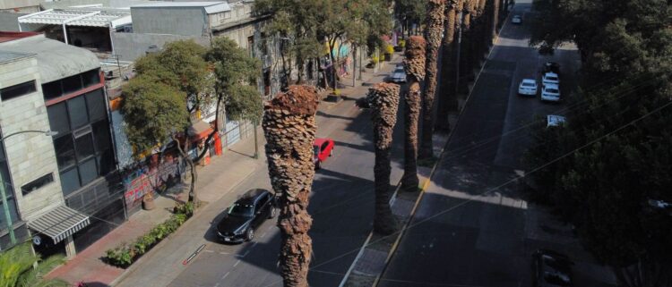 Sedema retirará 9 mil palmeras icónicas: ¿Qué plaga las amenaza?