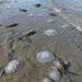 Se registra arribo masivo de medusas en playas de Oaxaca; estaría relacionado con las altas temperaturas, señalan expertos
