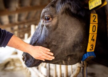 El impacto invisible de la atención veterinaria: Encuesta global a veterinarios genera una nueva perspectiva en salud animal.