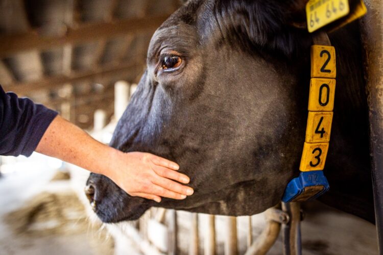 El impacto invisible de la atención veterinaria: Encuesta global a veterinarios genera una nueva perspectiva en salud animal.
