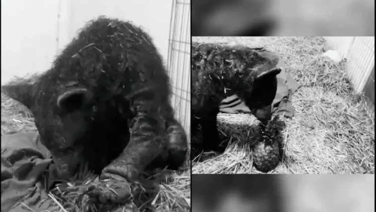 Muere la osa «Mina» nueve meses después de haber sido rescatada por fundación de Hidalgo