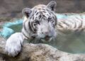 El tigre de Bengala Kenzo murió por broncoaspiración de sangre tras disparo, revela necropsia
