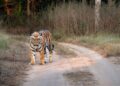 Nepal incrementa 21% su población de tigres y alcanza 429 ejemplares en parques nacionales