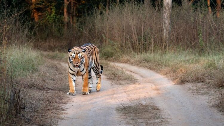 Nepal incrementa 21% su población de tigres y alcanza 429 ejemplares en parques nacionales