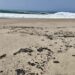 Nuevo derrame de hidrocarburo afecta cuatro playas de Salina Cruz, Oaxaca, en plena temporada vacacional