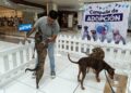 MÁS DE 470 PERRITOS DE HUIXQUILUCAN ENCONTRARON HOGAR