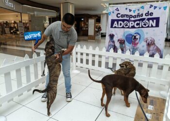 MÁS DE 470 PERRITOS DE HUIXQUILUCAN ENCONTRARON HOGAR