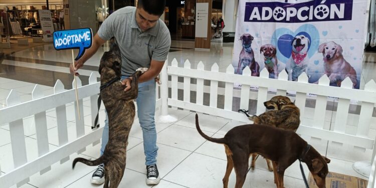 MÁS DE 470 PERRITOS DE HUIXQUILUCAN ENCONTRARON HOGAR