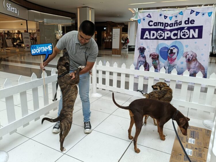 MÁS DE 470 PERRITOS DE HUIXQUILUCAN ENCONTRARON HOGAR