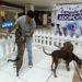 MÁS DE 470 PERRITOS DE HUIXQUILUCAN ENCONTRARON HOGAR