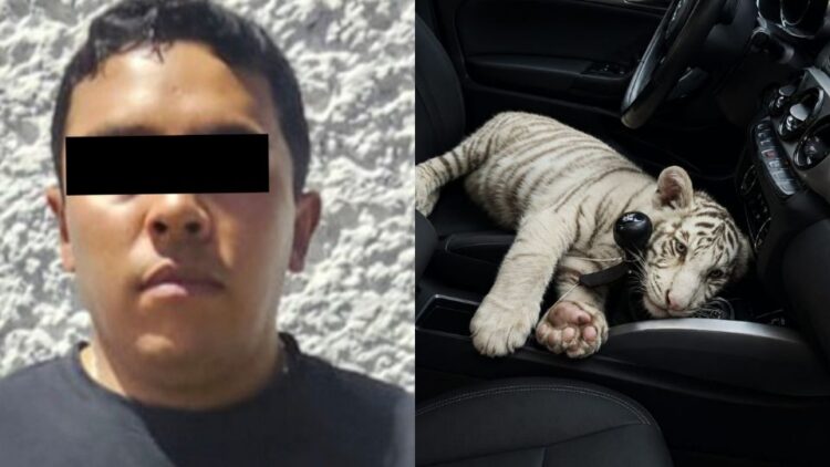 De película: detienen en Iztapalapa a sujeto que trasladaba una cría de tigre blanco