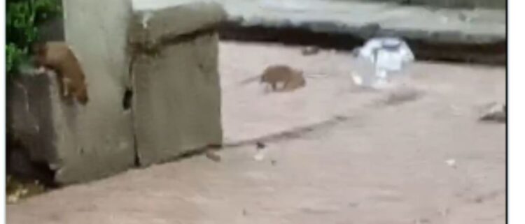 Denuncian plaga de ratas y mosquitos en el Jardín Tabacalera en la Cuauhtémoc