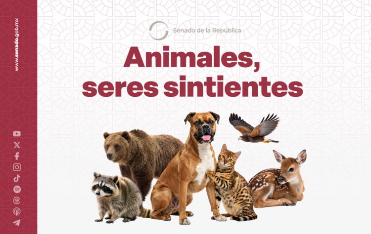 Aprueba el Senado la Ley General en Materia de Bienestar, Cuidado y Protección de los Animales