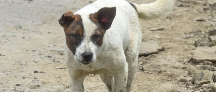 Indignación en Tlatelolco por la muerte de un perro al caer desde el piso 11 de un edificio