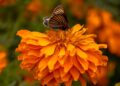 Coyotepec se viste de naranja con el cultivo de cempasúchil rumbo al Día de Muertos