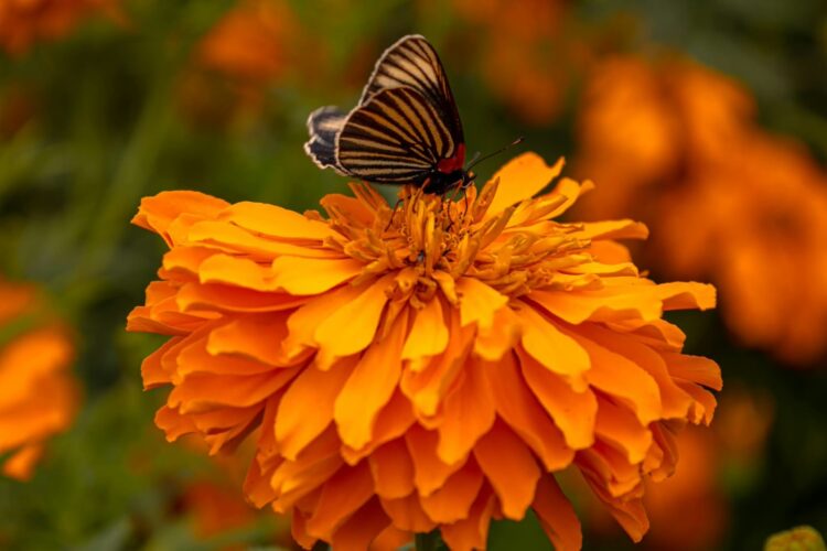 Coyotepec se viste de naranja con el cultivo de cempasúchil rumbo al Día de Muertos