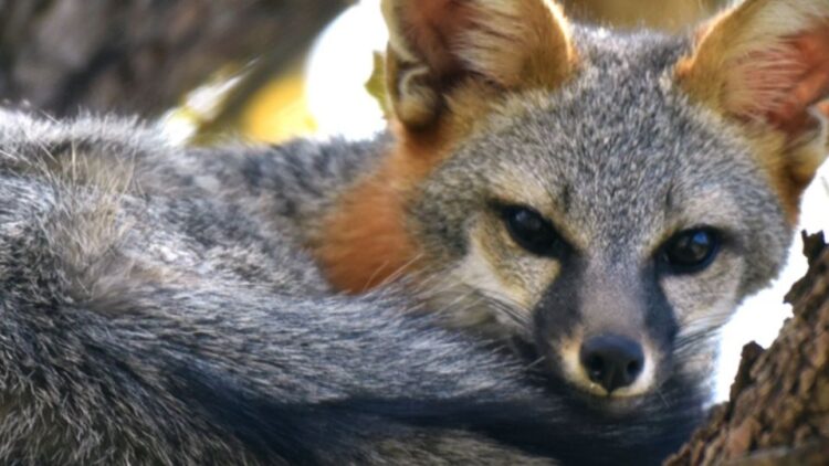 Detectan rabia en una zorra gris en Cancún y la someten a eutanasia; buscan a quienes tuvieron contacto con el ejemplar