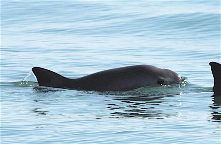 Reestructuran hábitat de la vaquita marina: Semarnat reduce 86% el polígono de prohibición